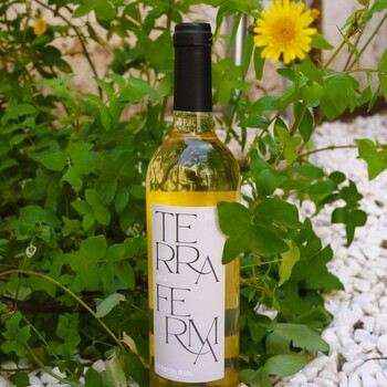 Chardonnay Terra Ferma