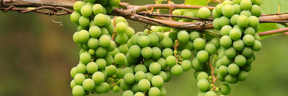Ghooreh: el sabor de la uva antes de madurar
