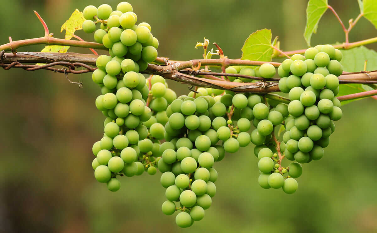 Ghooreh: el sabor de la uva antes de madurar